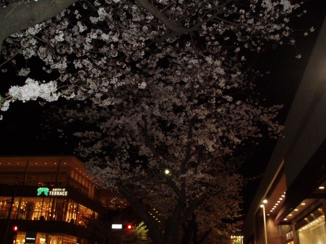たまプラーザ駅前の桜風景?。また来年のお花見が楽しみですね☆
