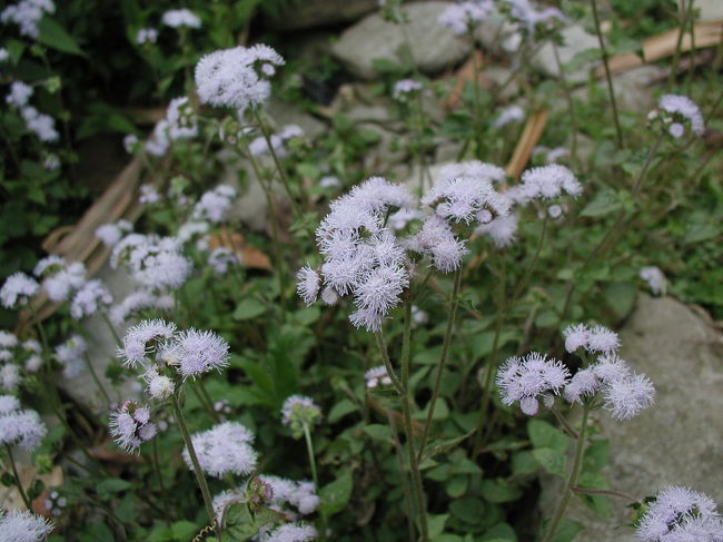 ヒャンザ村までの棚田の畦には綺麗な野草が・・・。