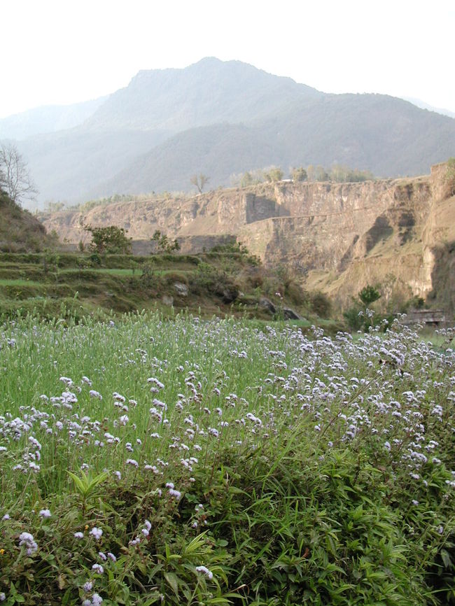 棚田には麦が作られていた。