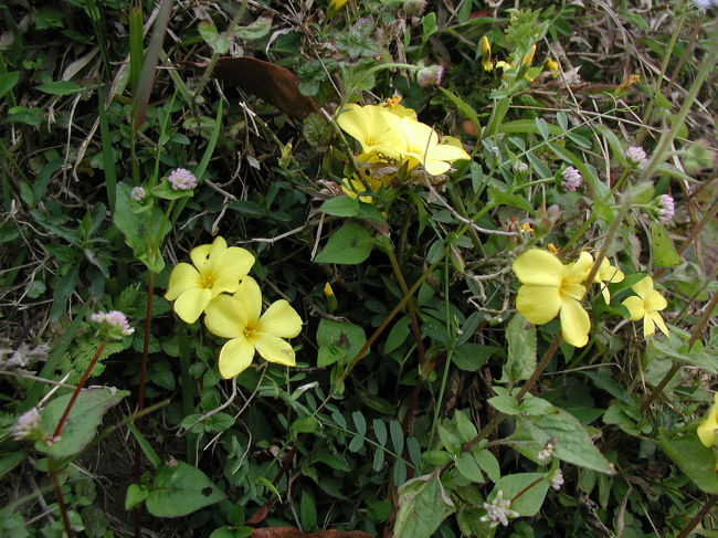 野草も、心なしか鮮やかな色に見える。