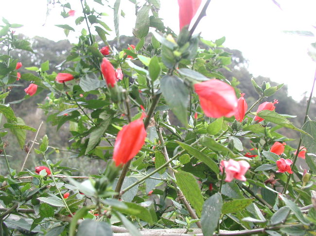 日本でも見かけるような木の花。