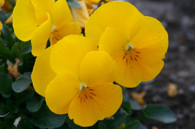 宮崎市＜平和台公園?八紘一宇＞<br /><br />●八紘一宇 