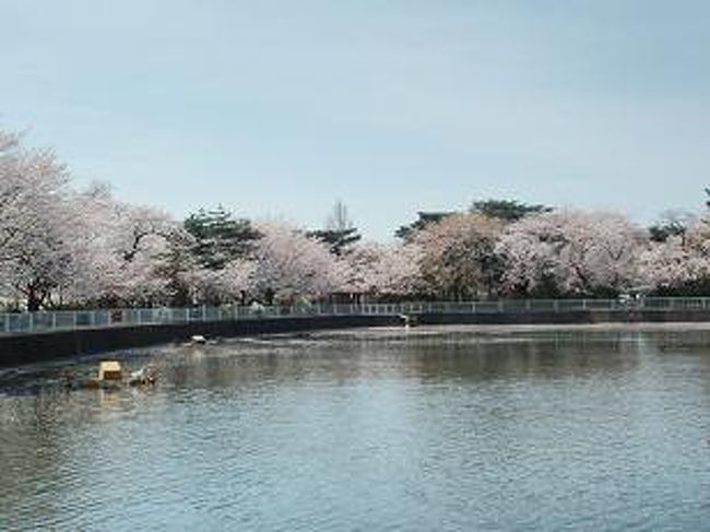 華蔵寺公園へお花見 伊勢崎 群馬県 の旅行記 ブログ By クレア さん フォートラベル