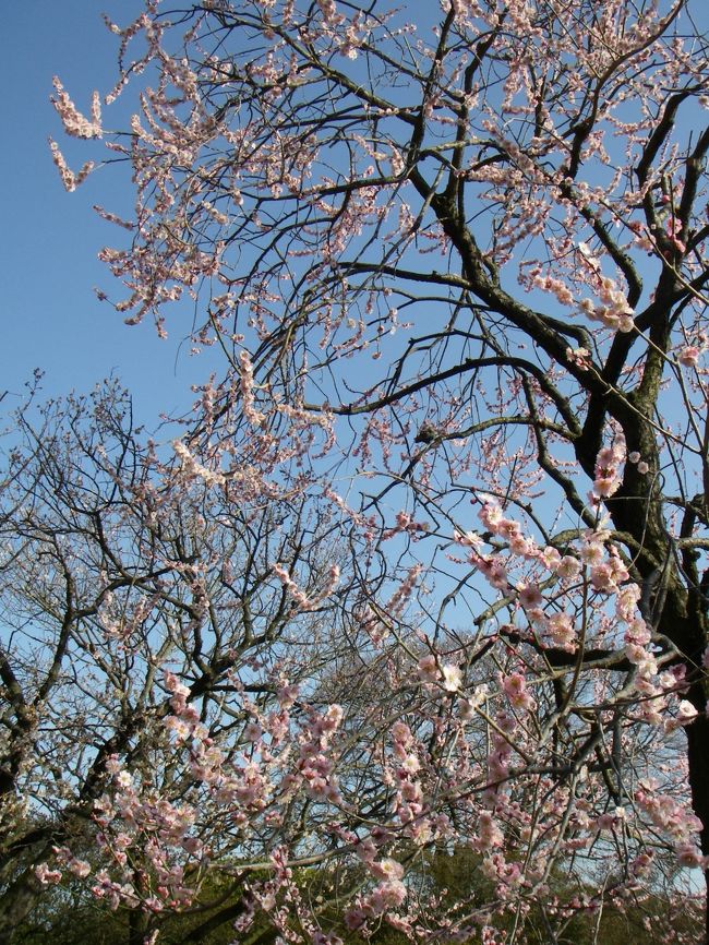 梅の花を撮ってみました。