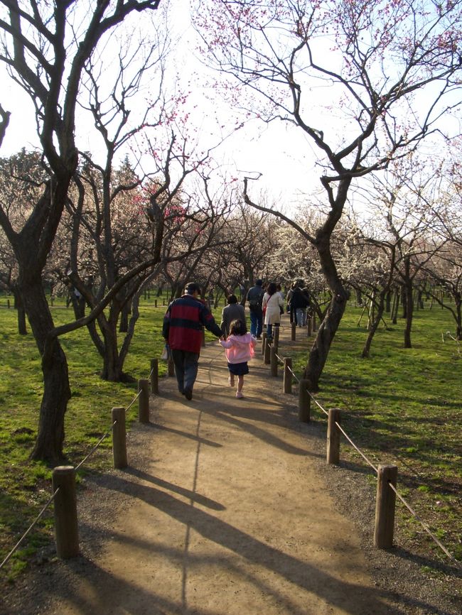 梅園をお散歩。