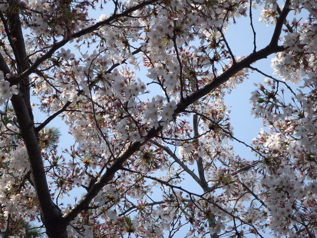 真間山お寺の階段下の桜です。