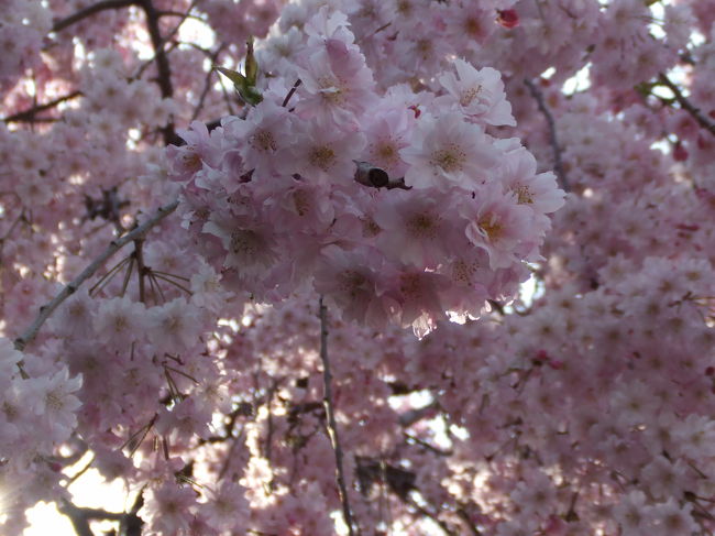 真間川沿いに千葉方面へ歩いてみました。