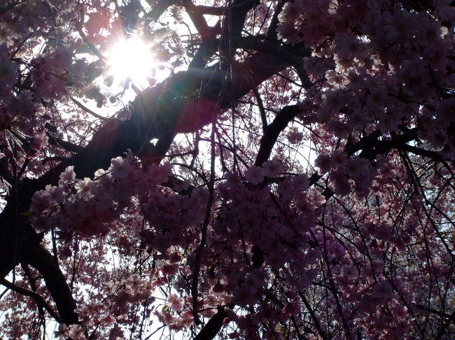 太陽が覗いていたんだけど、キレイに写真にするのは難しい（＞д＜）