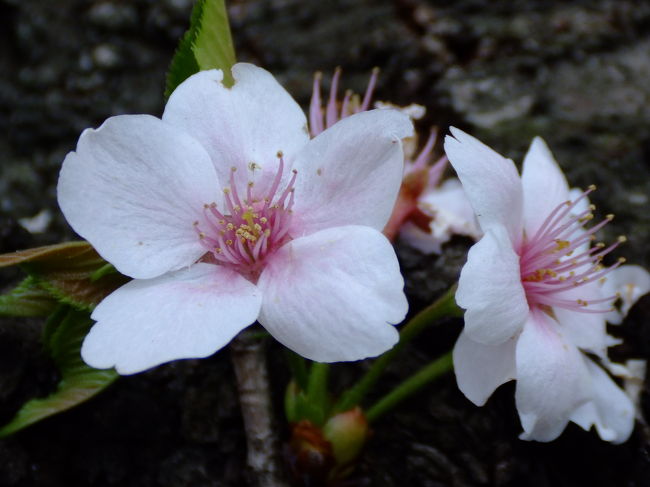 樹の幹からぽっと咲いたサクラ。