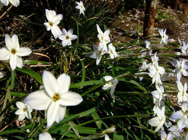 サクラの樹の下に咲いていた花。