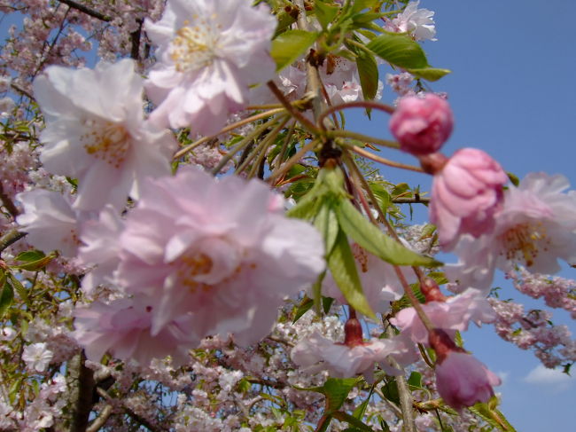 昭和学院の近くで。