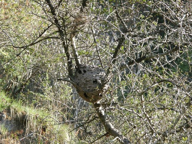蟻の巣のようです。
