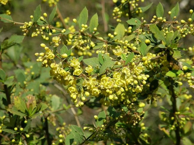 鮮やかな黄色の花の花木。<br />疲れを癒してくれる。