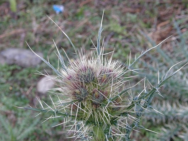 初めて見る野草。