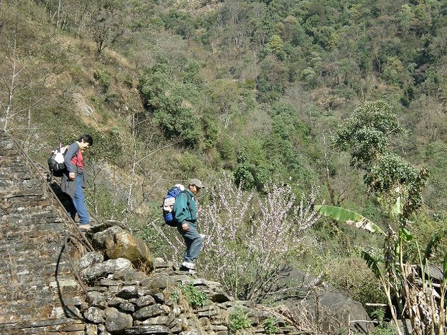 桃の花に迎えられて<br />つり橋を渡り終え村に入る。