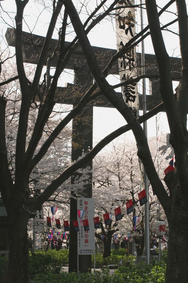 2008春、桜探訪・護国神社(1/2)：大鳥居、石灯篭、石碑、染井