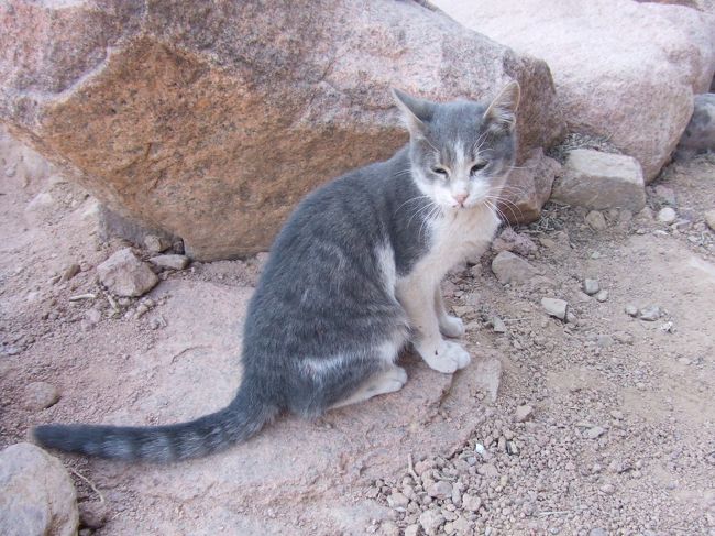 ・シナイ山　<br /><br />シナイ山の主？？<br />山頂にいて、何でこんな所に猫が！？と思ってんけど、ご来光を拝んでみんなが山を下りだすと、一緒になって付いて来た。