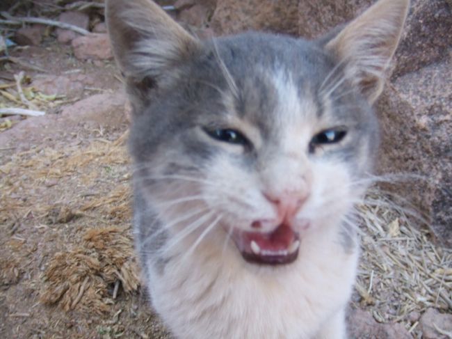 ・シナイ山　<br /><br />めっちゃかわいいし♪