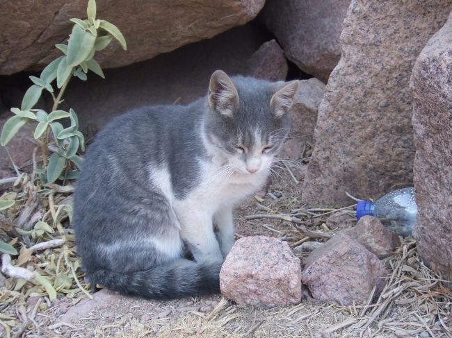 ・シナイ山　<br /><br />どこまで付いて来るんやろと思ってたら、山の中腹くらいの所で落ち着きだした。<br />ここがお家やったんかな。