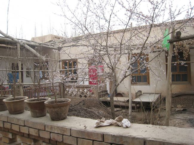 女の子たちがゴム段で遊んでいた。<br />Hello!と声をかけてきたので返事すると付いてきた。ちょうどお母さんが近くにいたから、身振り手振りで家を見せてくれと頼んでみた。<br />家の中庭にはきれいな花が咲く木があった。<br />桜！と思ったが、あとで聞くとどうやらウイグル名物の杏子らしい。桜にとてもよく似ている。