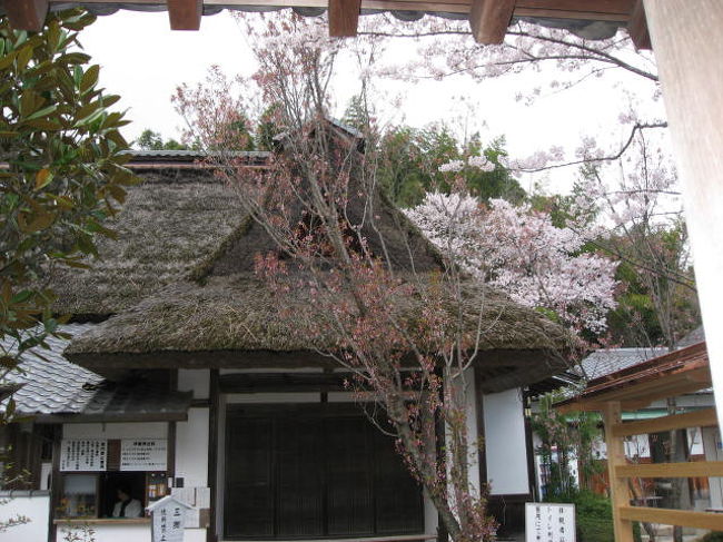 京都も桜満開 その１ 花の寺 勝持寺へ Kyoto Shojiji 長岡京 向日 京都 の旅行記 ブログ By Belleduneさん フォートラベル