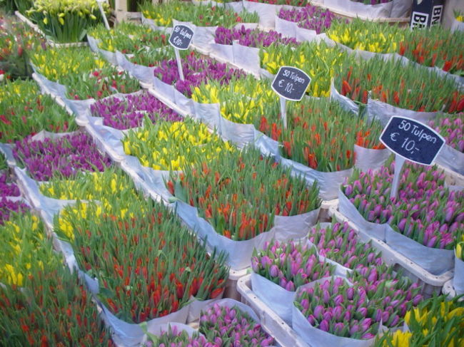 <br />のぞいてみたら、びっしりとチューリップが。<br /><br />色とりどりでかわいかったー☆
