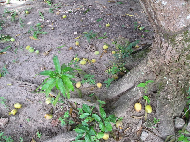アウテール・ド・ションにはいっぱいマンゴーが落ちています。しかし、落ちているのは痛んでいるので、品質が劣っています。
