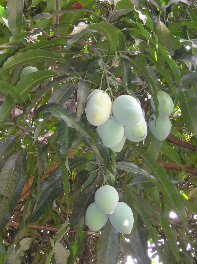 マンゴーの樹。