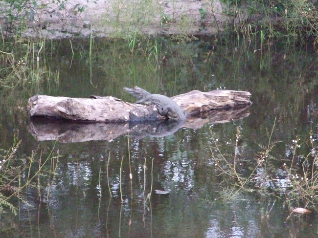 夕陽を見に行こうとしたら、ワニが出てきました。まだ子供なのだそうです。