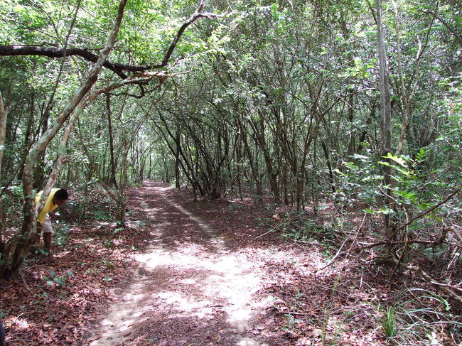 近くの森を探求。