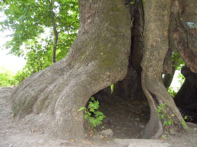 山の上の樹齢二千年の大木！