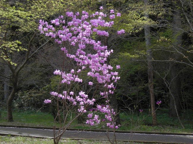 こんな可愛い色の桜？もあり。