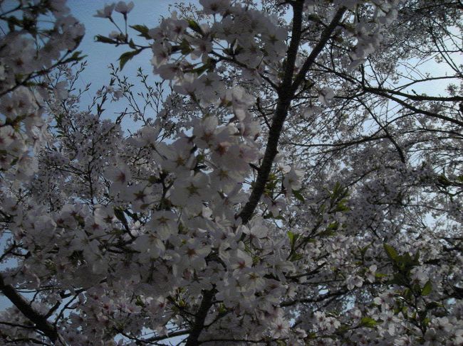 今日は満開です。