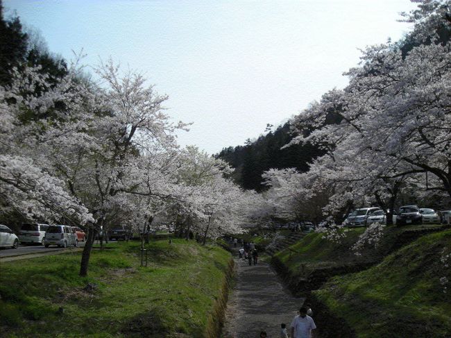 小道沿いに素晴らしい桜のトンネルが。