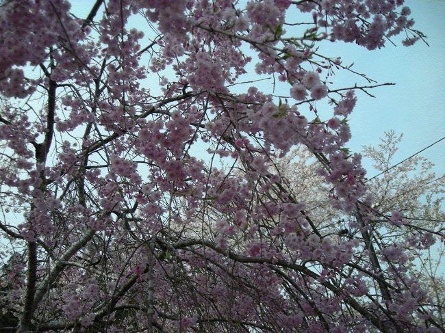 久々に寺尾に来たけど，やっぱり千本桜って素敵だな。