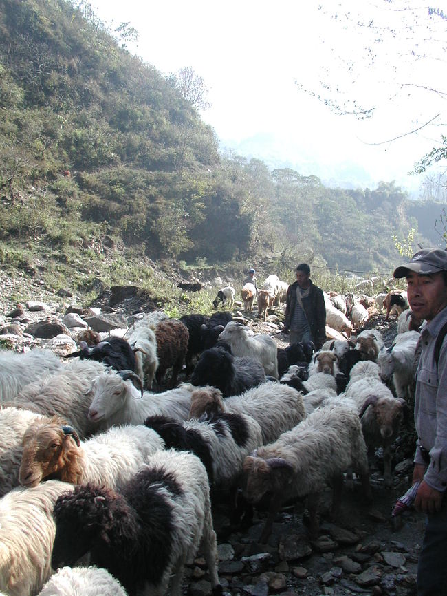 牧草地が無いので<br />山間地の草を食べさせるために山へ<br /><br />すれ違った山羊や羊は３５０頭だそうです。