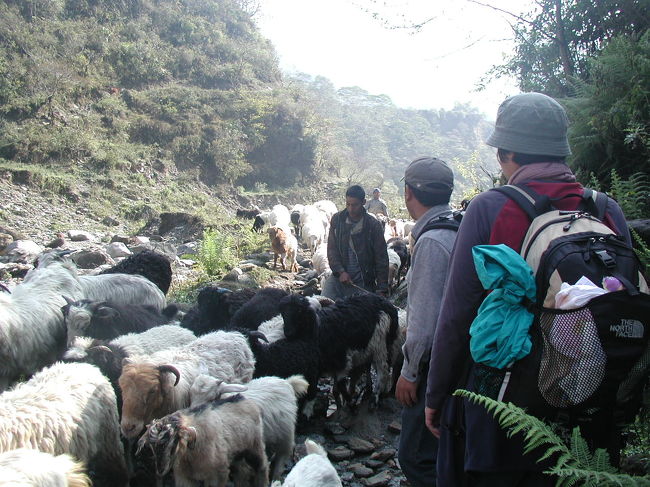 山羊や羊に道を占領され立ち往生。