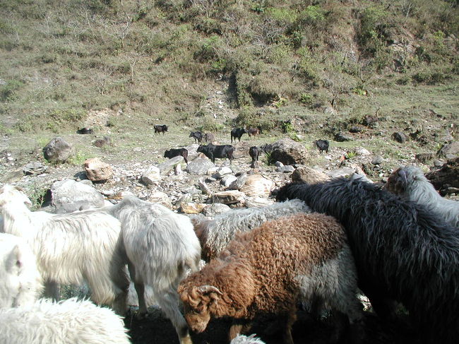 水牛も・・・。