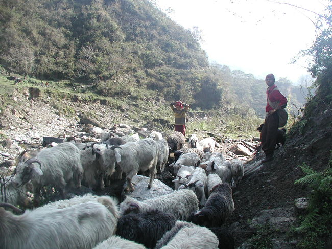 子供も犬もお手伝い。