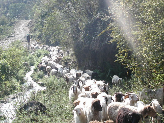 山羊と羊の隊列に・・・。