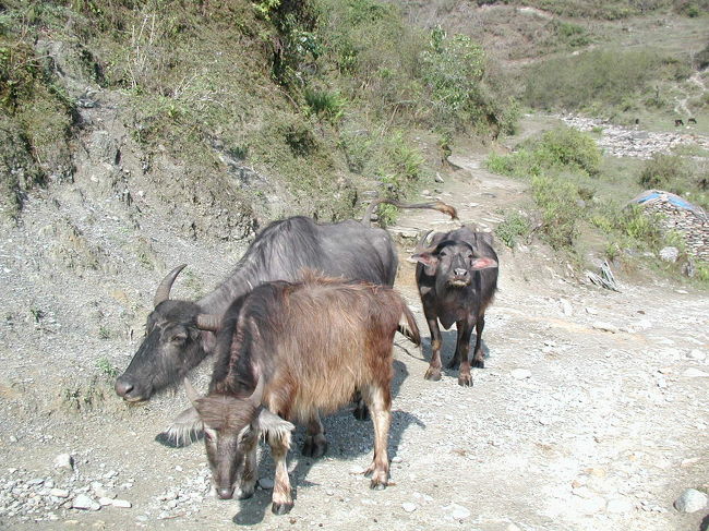 水牛ともすれ違う。