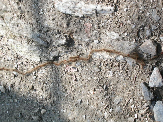 シェルパが発見。<br /><br />毛虫の行列。<br />不思議な習性！