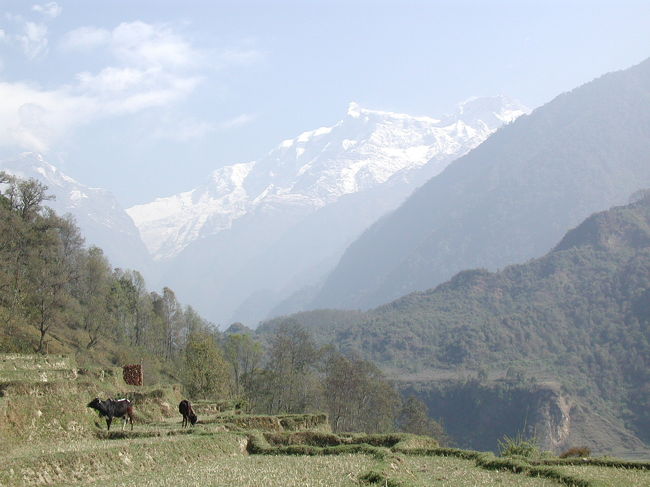 アンナプルナ?を背に歩く。