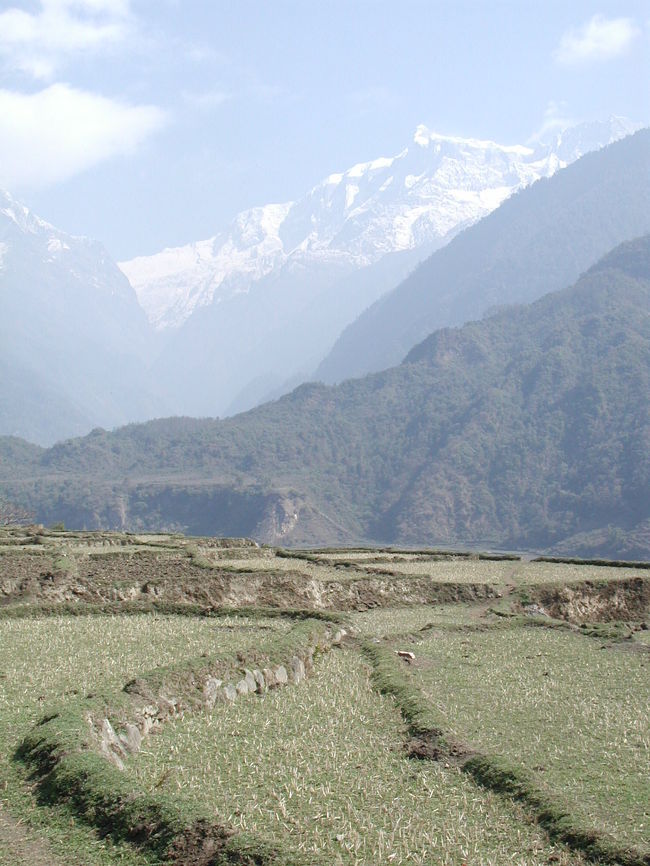 春を迎え<br />やがてこの棚田にも水牛が・・・。