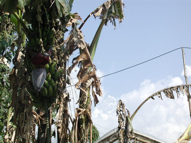 民家の屋敷内にあるバナナの奥にマチャプチャレを望む。