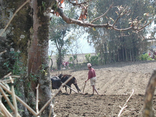 水牛で田畑を耕す光景は<br />ネパールの典型的な風景では！
