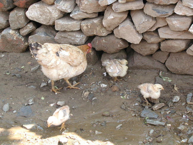 ほほえましい鶏の親子。<br />ひよこ<br />久しぶりに見る・・いつ以来だろう！