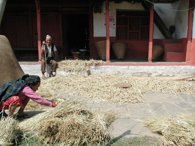 庭先で麦を打つ村人。