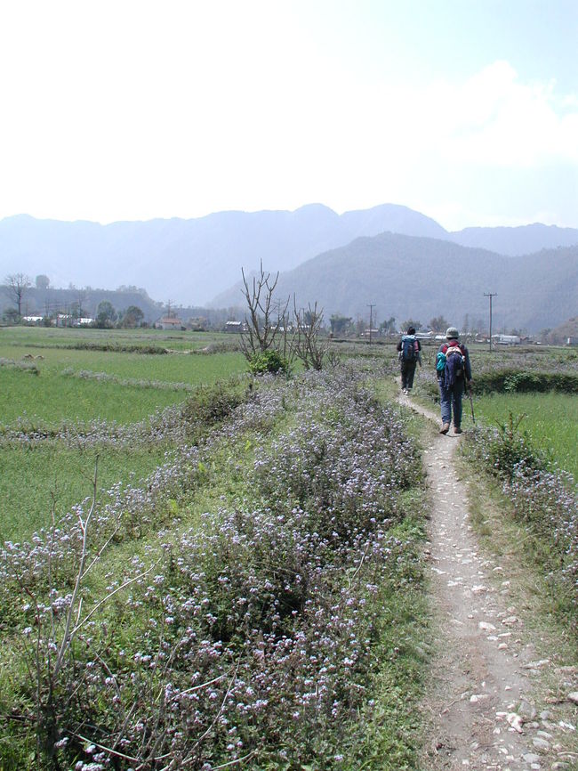 野草の咲く中を・・・。<br /><br />棚田の畦道を歩き、地元の人並みの近道をする。