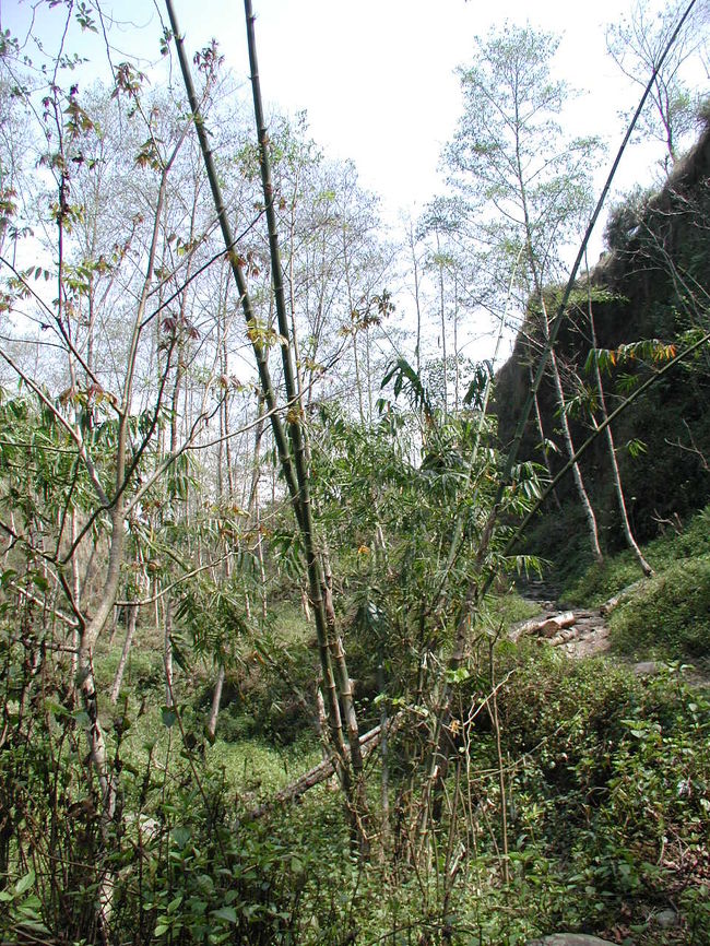 ネパールの典型的な竹。